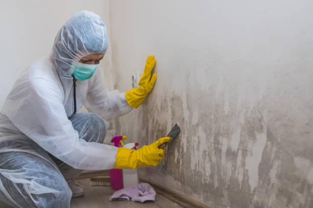 Best Black Mold Remediation in Friars Point, MS