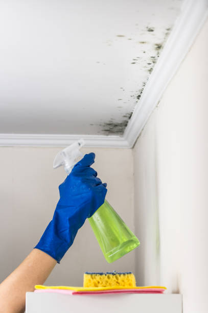 Best Insurance-Related Mold Remediation in Friars Point, MS